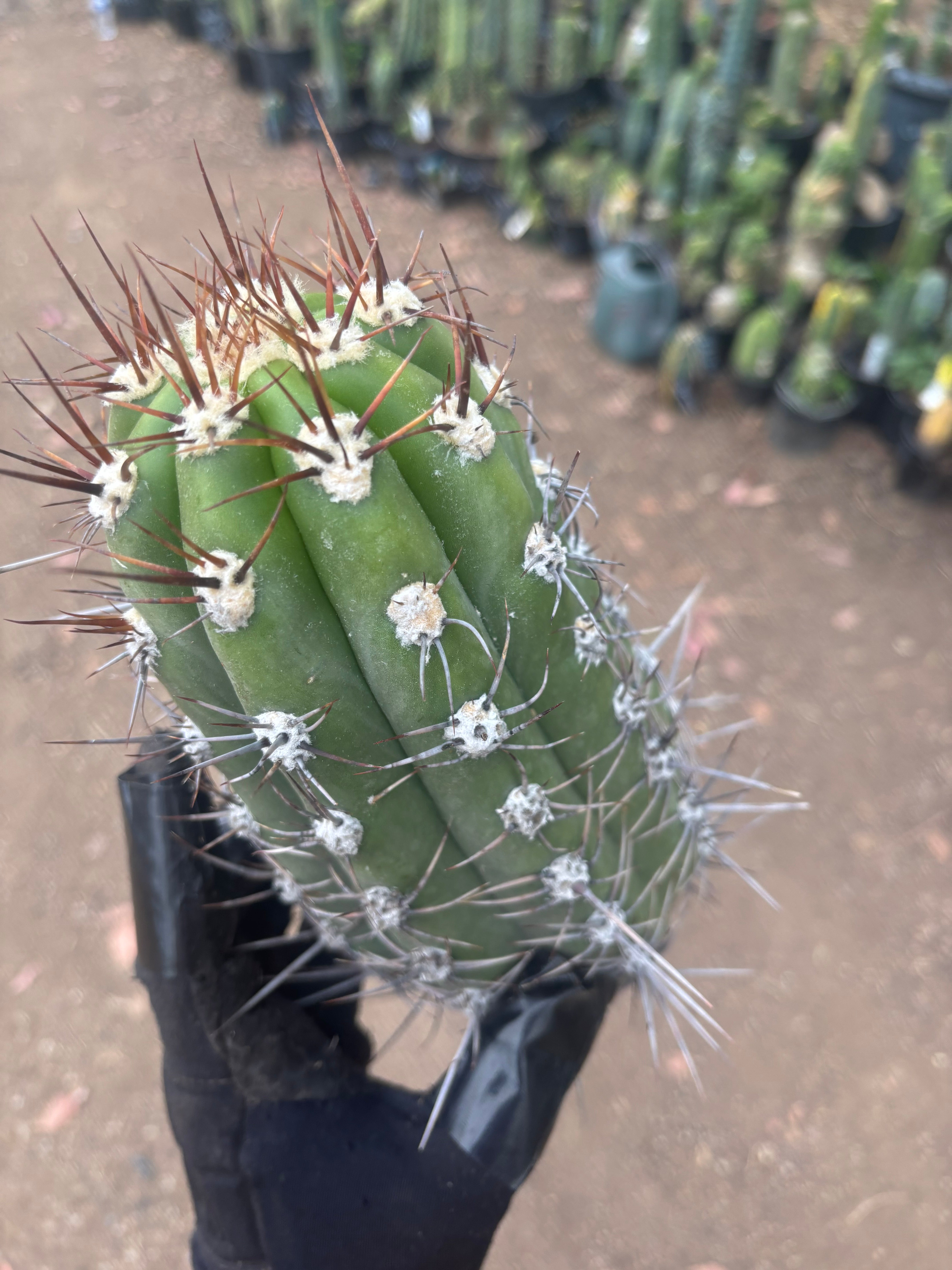 💎⚔️ Taquimbalensis — FAT 10” Pup
