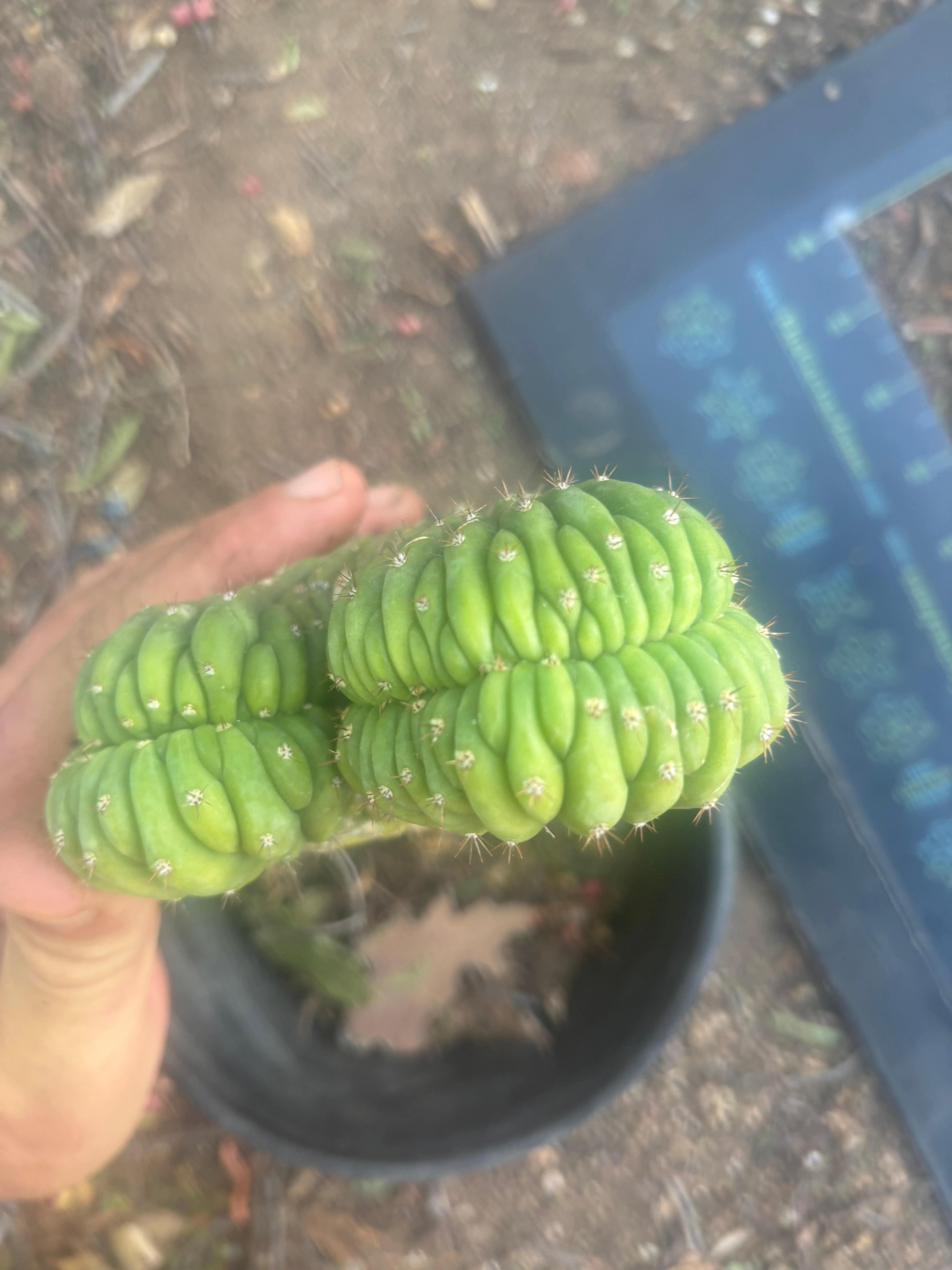 🔰💎 Crested Variegated Pachanoi, Rooted
