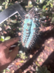 Custom Listing for James R