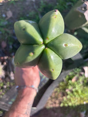 💎👑🌶️ Zulk — XL 11” MELON Pup