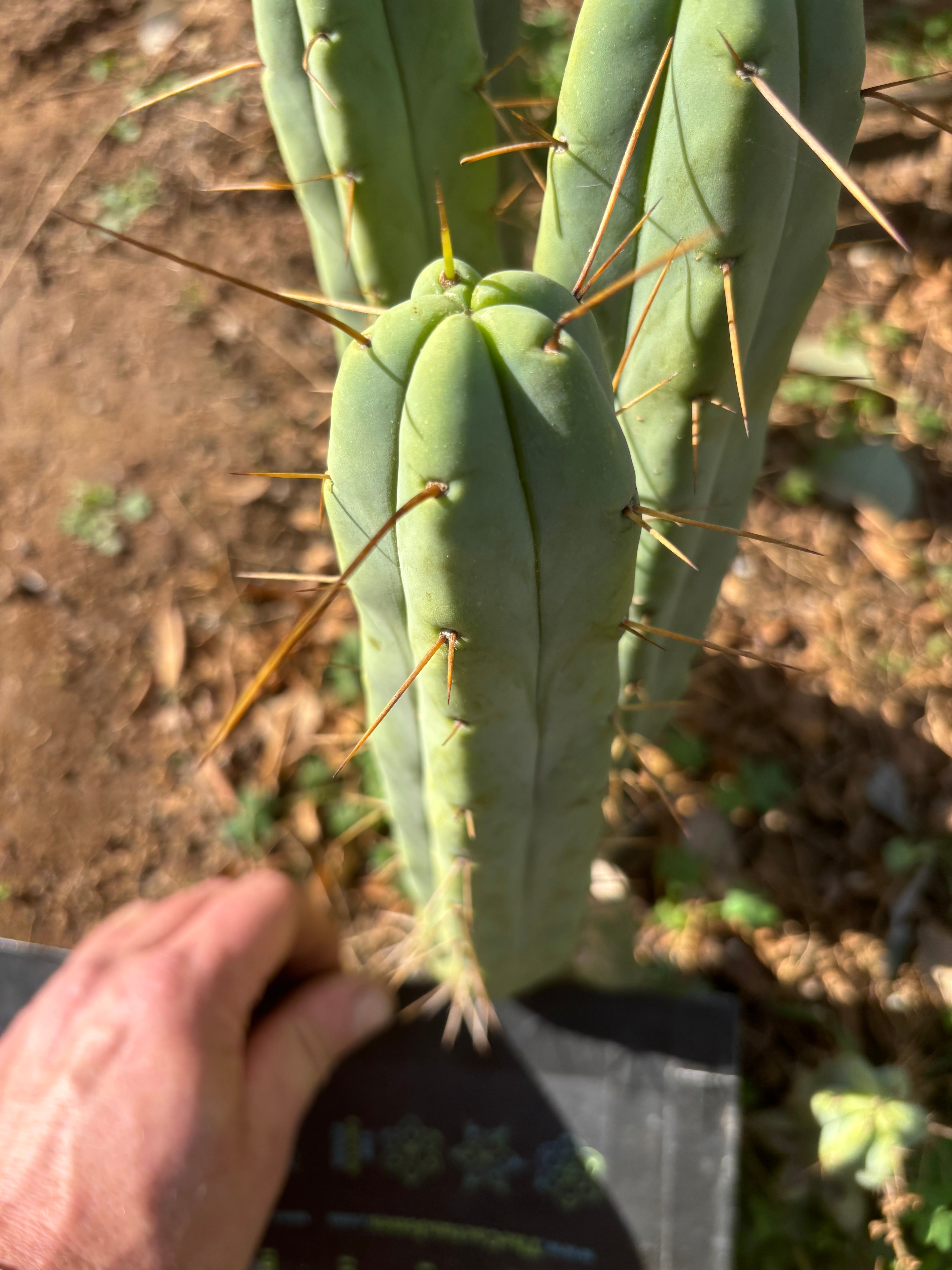 👑🌶️ Exotic Gardens — 10” Pups