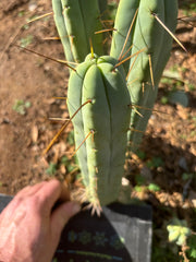 👑🌶️ Exotic Gardens — 10” Pups