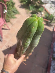 👑🌶️ Scop A — Fully Rooted 15” Tip