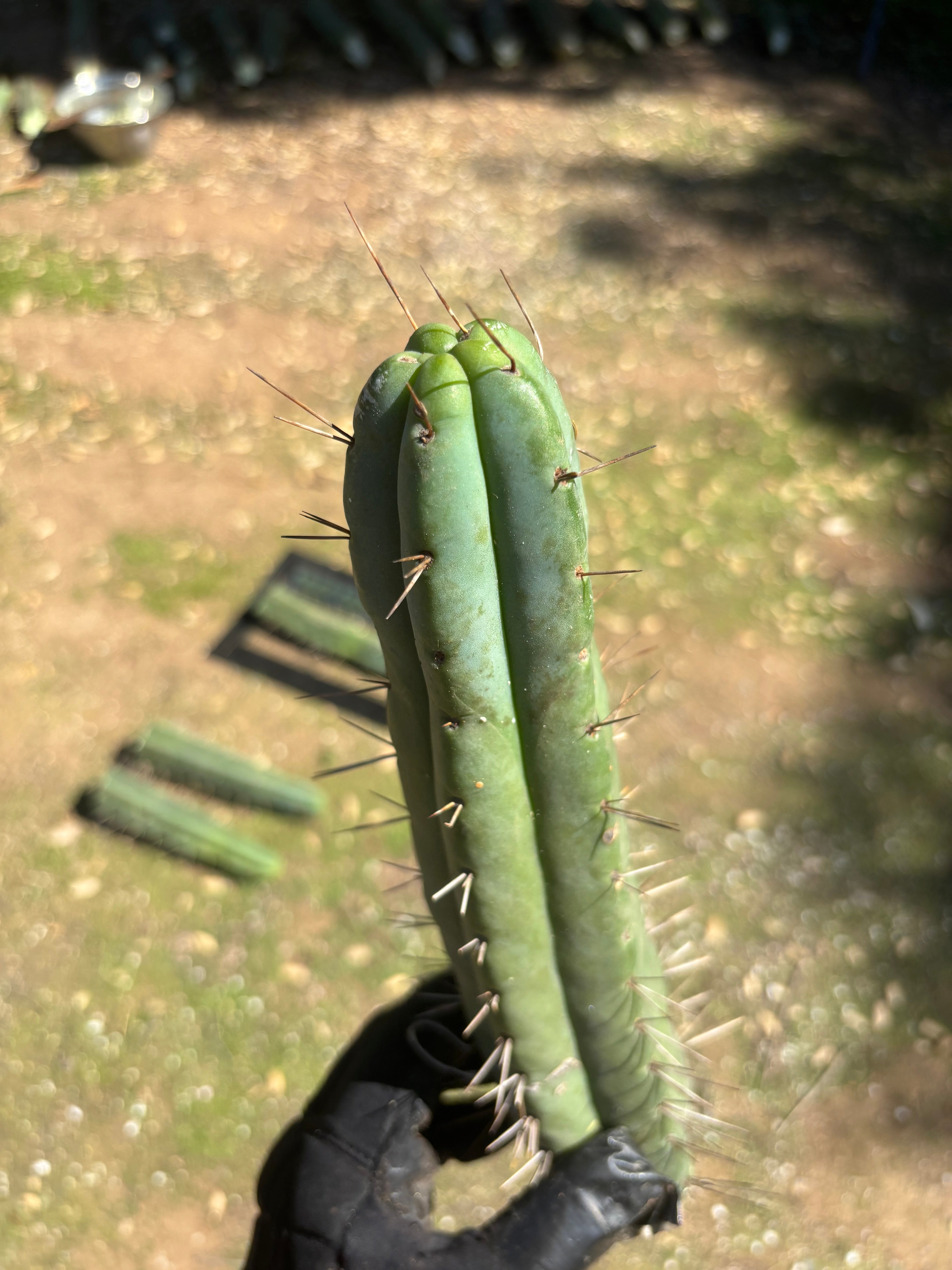 🌶️ Restocked —Baker x Helen  — 12” Tips