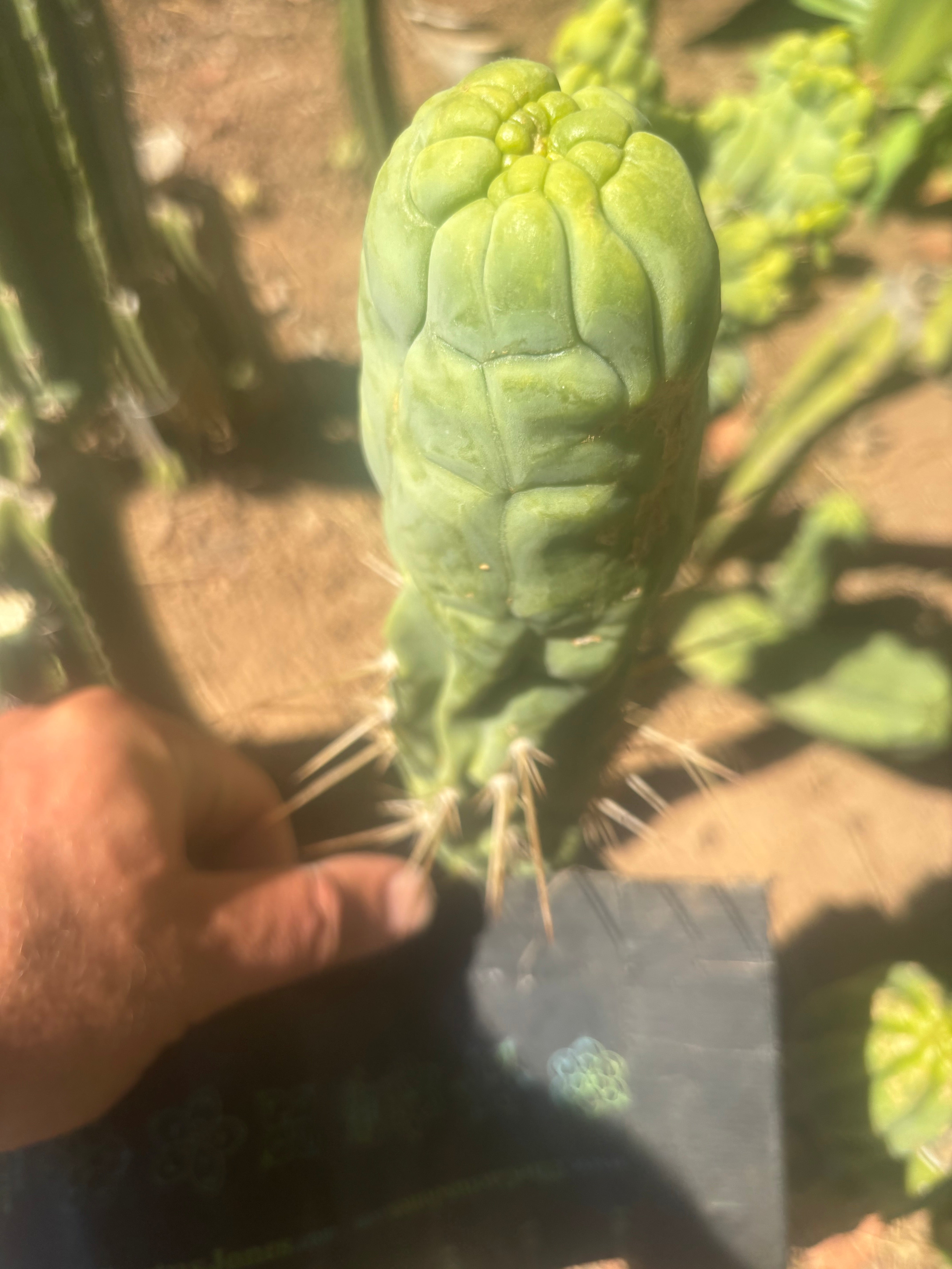 💎👑🐉 Bruce’s Dragon — 8” Tip