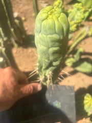 💎👑🐉 Bruce’s Dragon — 8” Tip