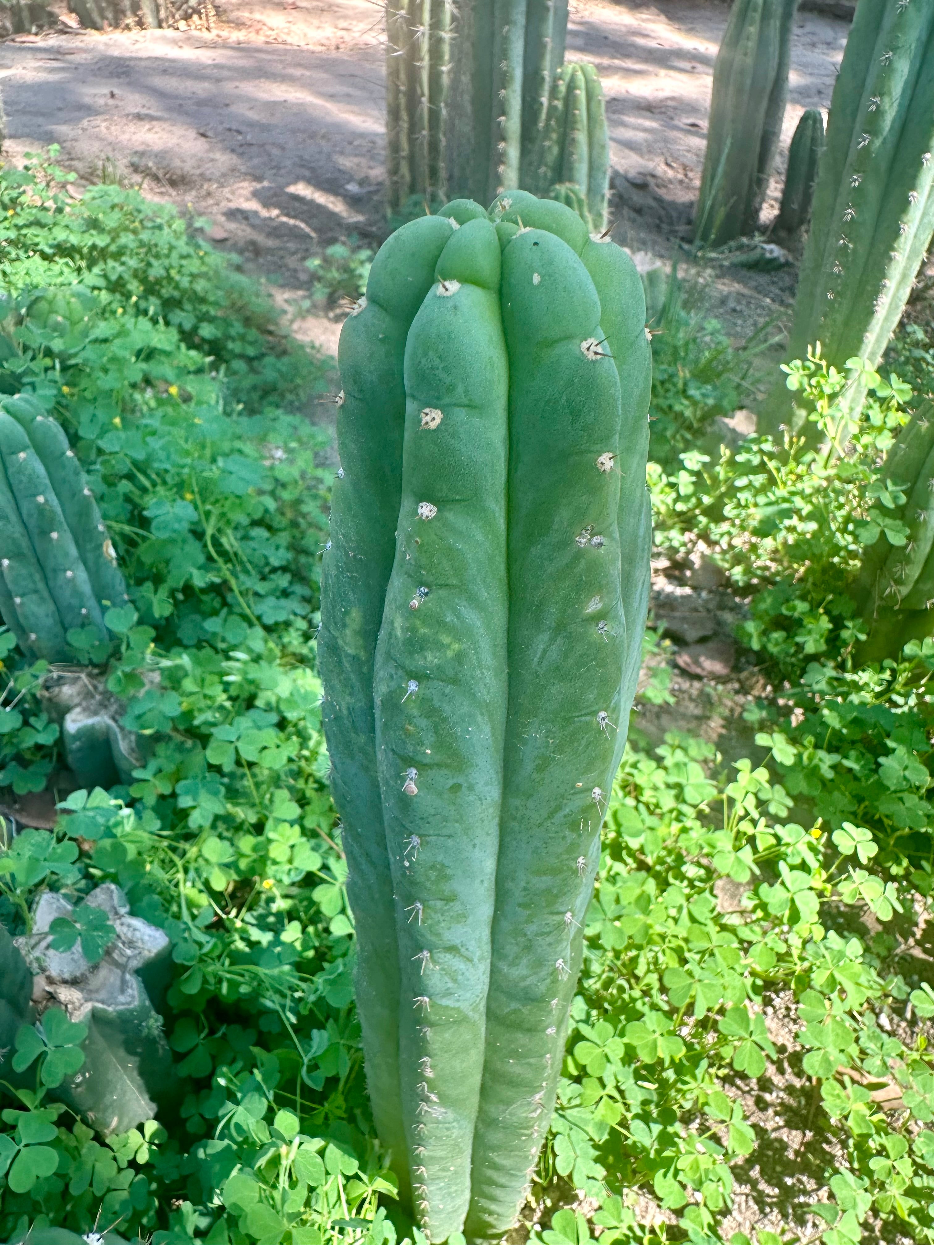 👑🌶️ Blue Ecuador— 10” Tip