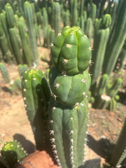 💎👑🌶️ Huancabamba — XL 16” Tip