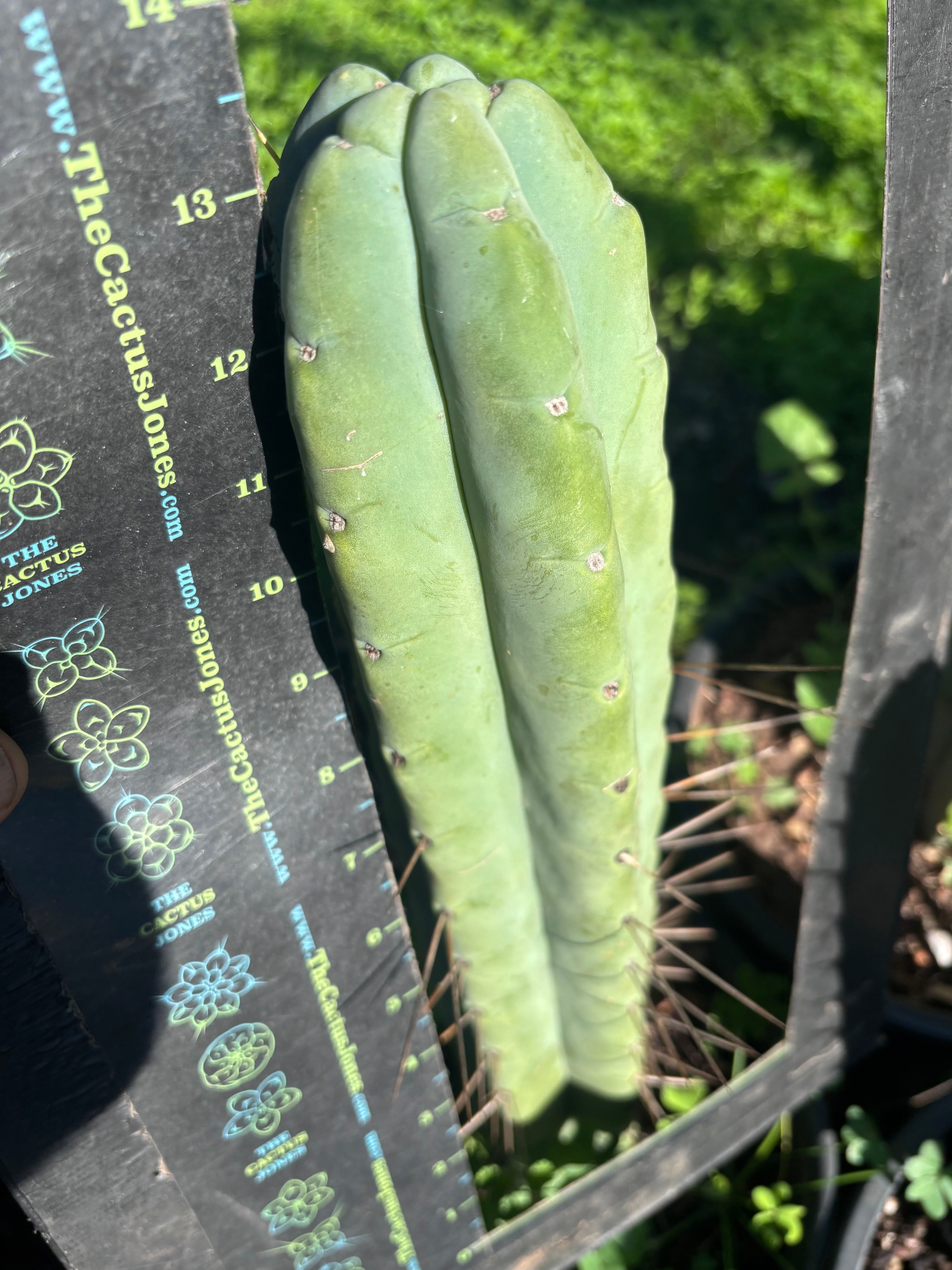 👑💎🌶️🌶️ Eileen — 14” Mega Tip