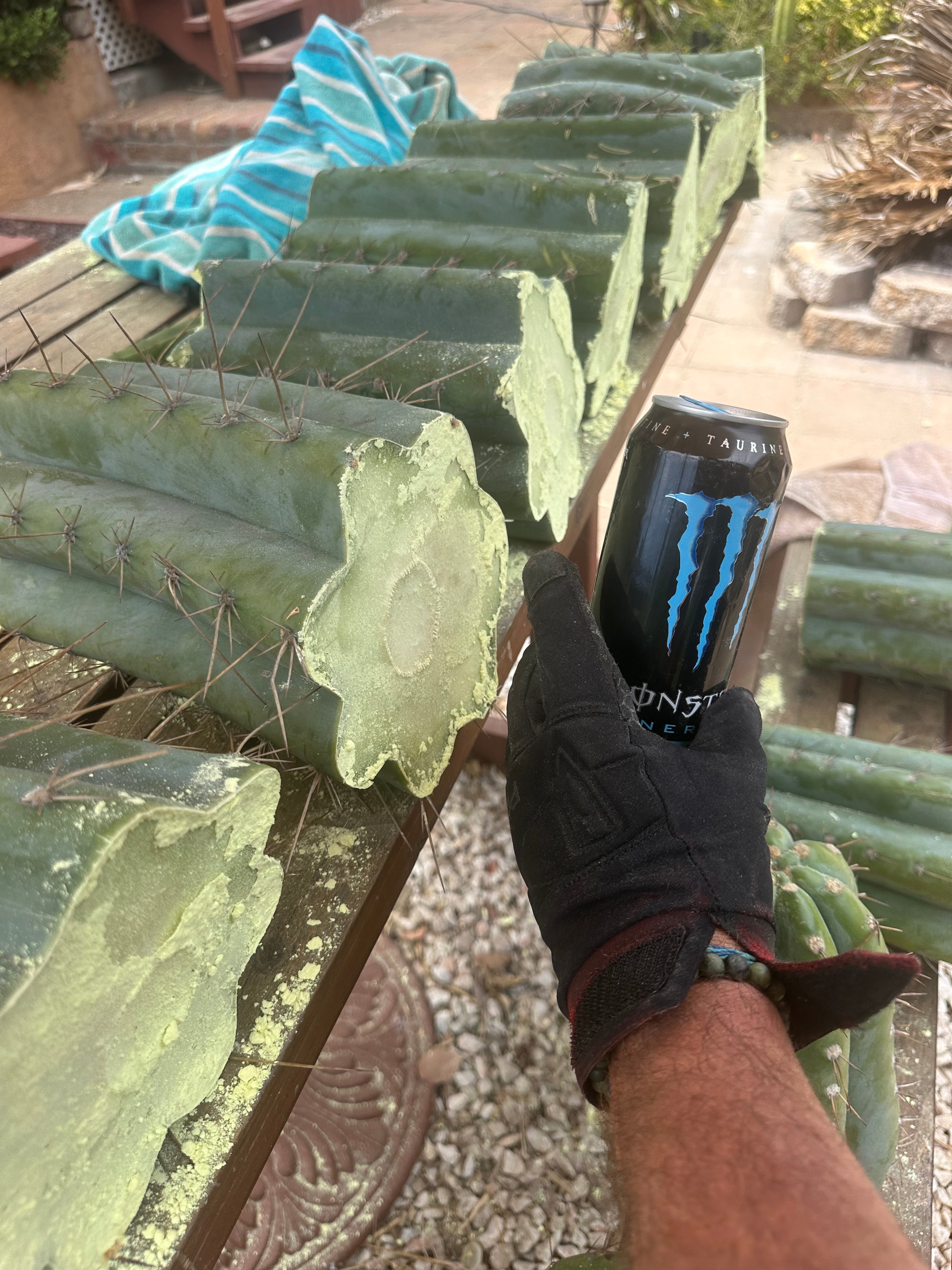 💎👑🌶️ CGG — 10” *MEGA* Mids (7)