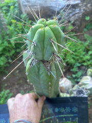👑💎🌶️  CSD — Established Beefy Tip Graft