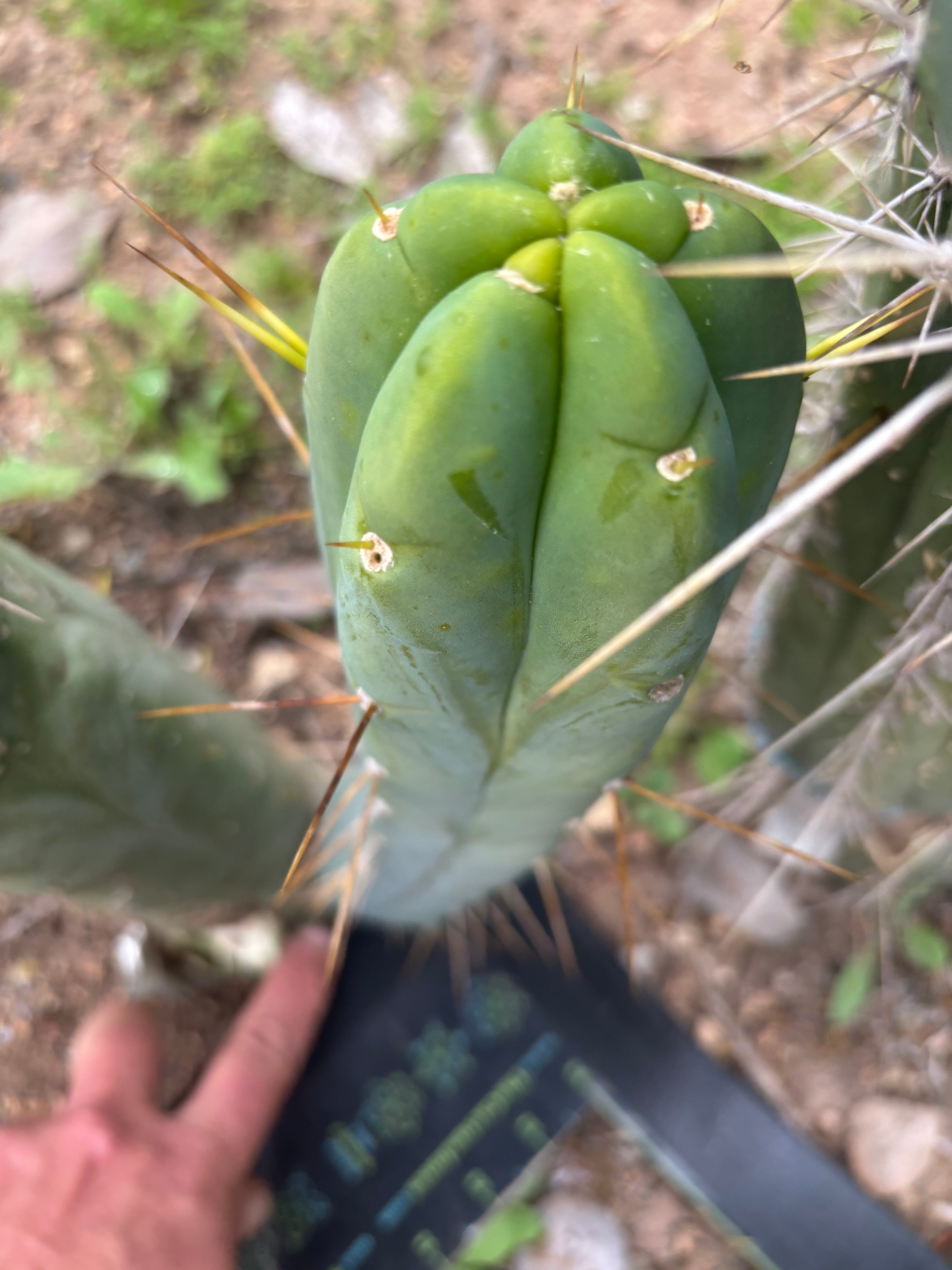 👑🌶️🌶️  Another Jiimz Twin 12” Pup