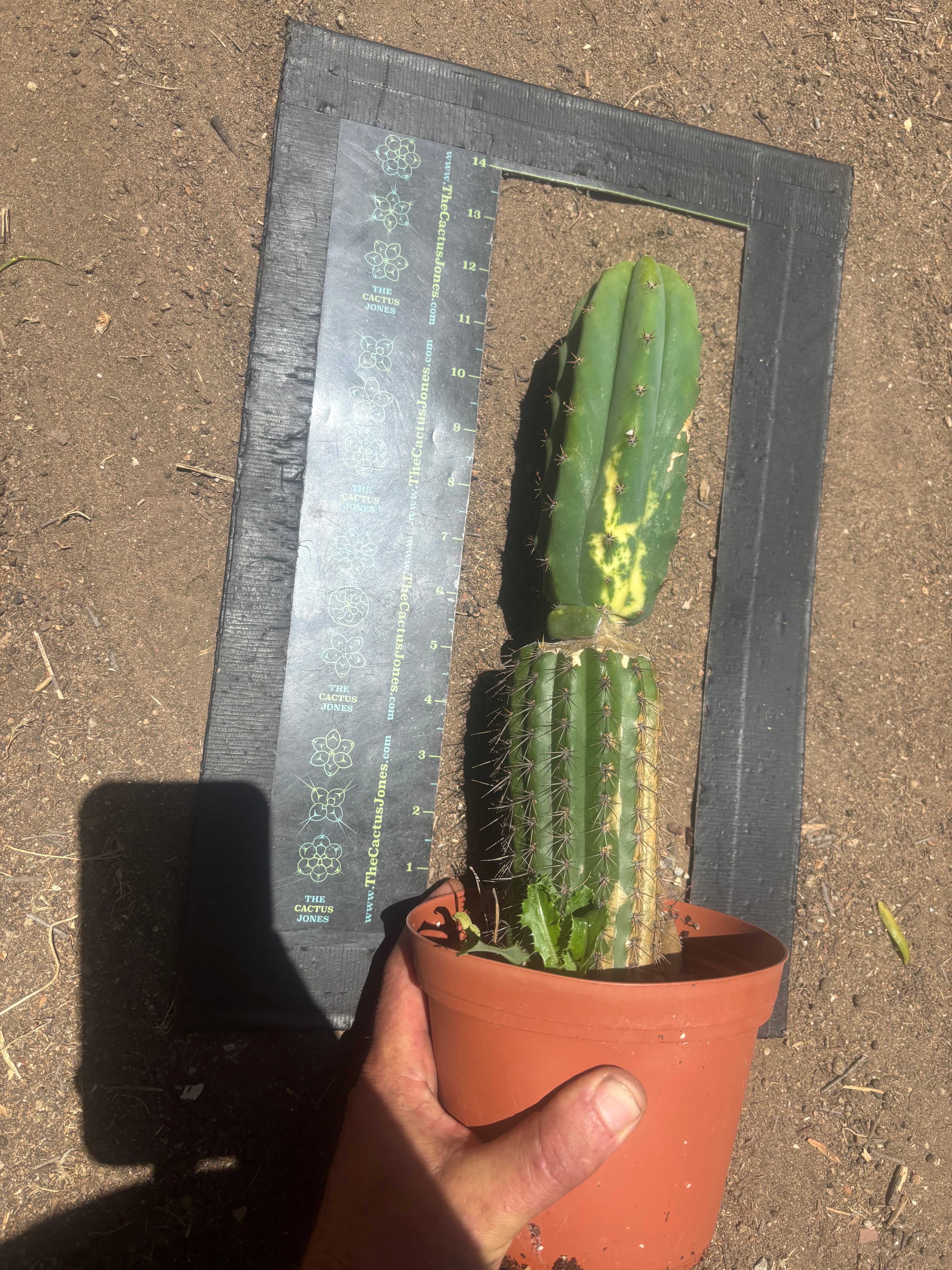 💎👑🔰 VFV — Ventucky x Fillmore Variegated — Rooted Slab Graft w/ Big Pup