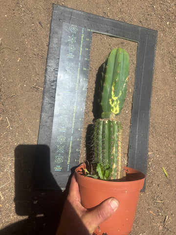 💎👑🔰 VFV — Ventucky x Fillmore Variegated — Rooted Slab Graft w/ Big Pup