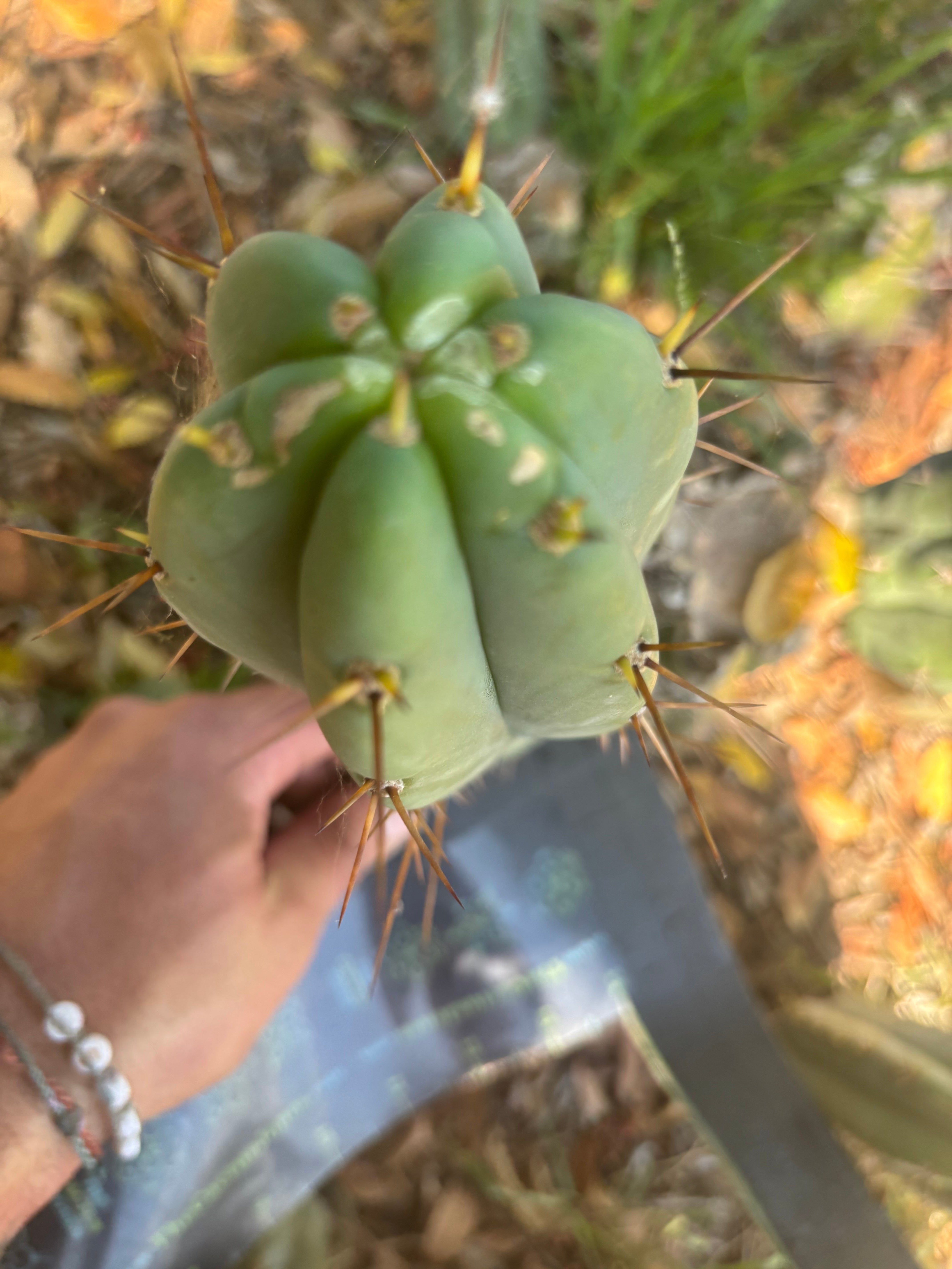 👑🌶️🌶️ Pala — 10” Pup