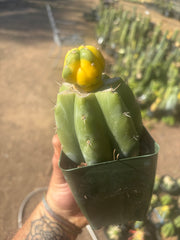 💎🔰 Ferah x Velvet, Vari #3 (FVV3)— Rooted Tip Graft