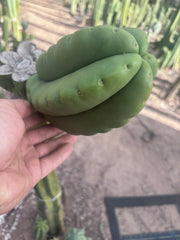 💎👑💎🌶️ Ferah — FAT Melon Pup