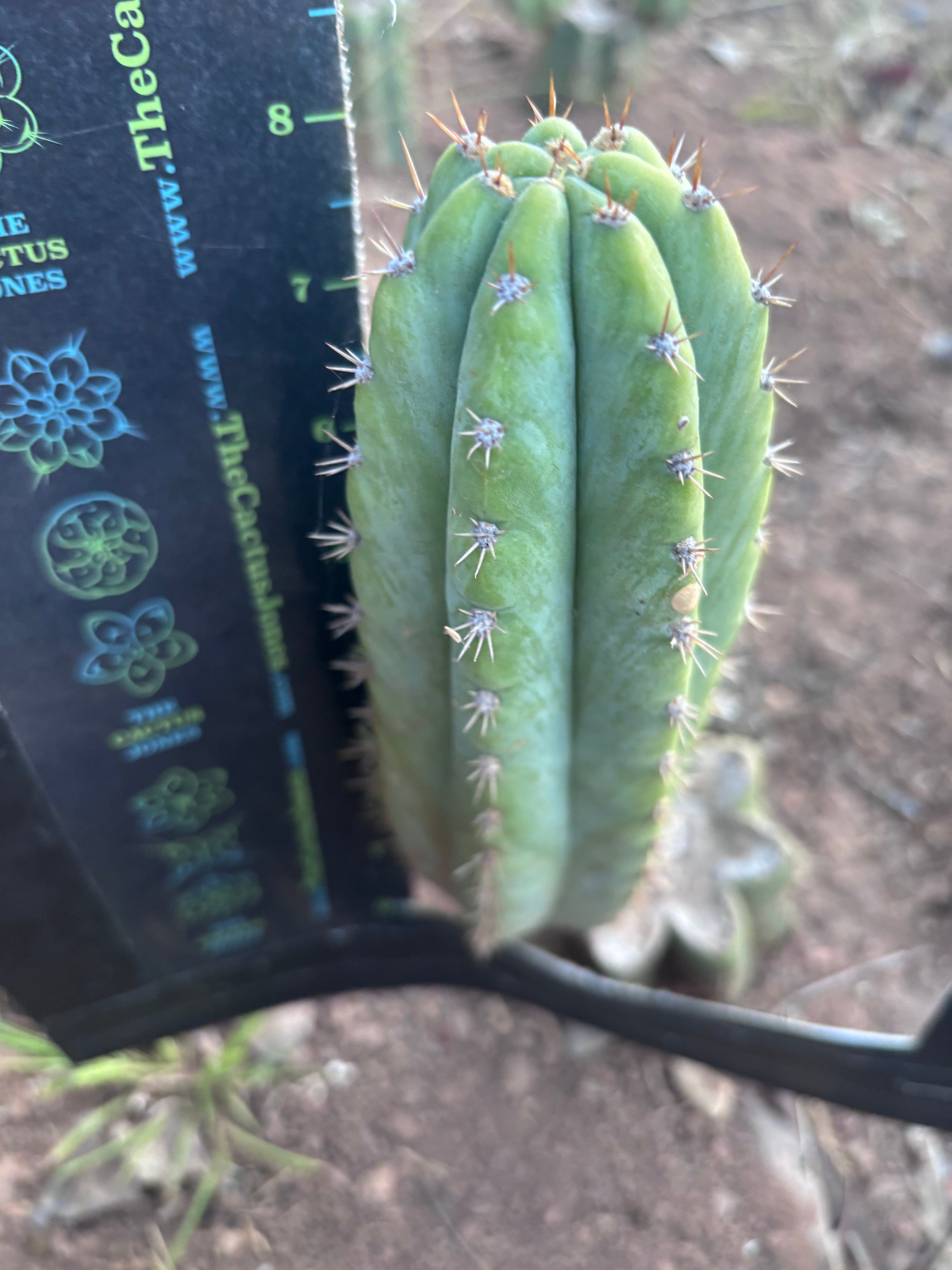 Custom listing for Alexi P