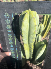 🌶️ Jada x Scop — XL 15” Pup