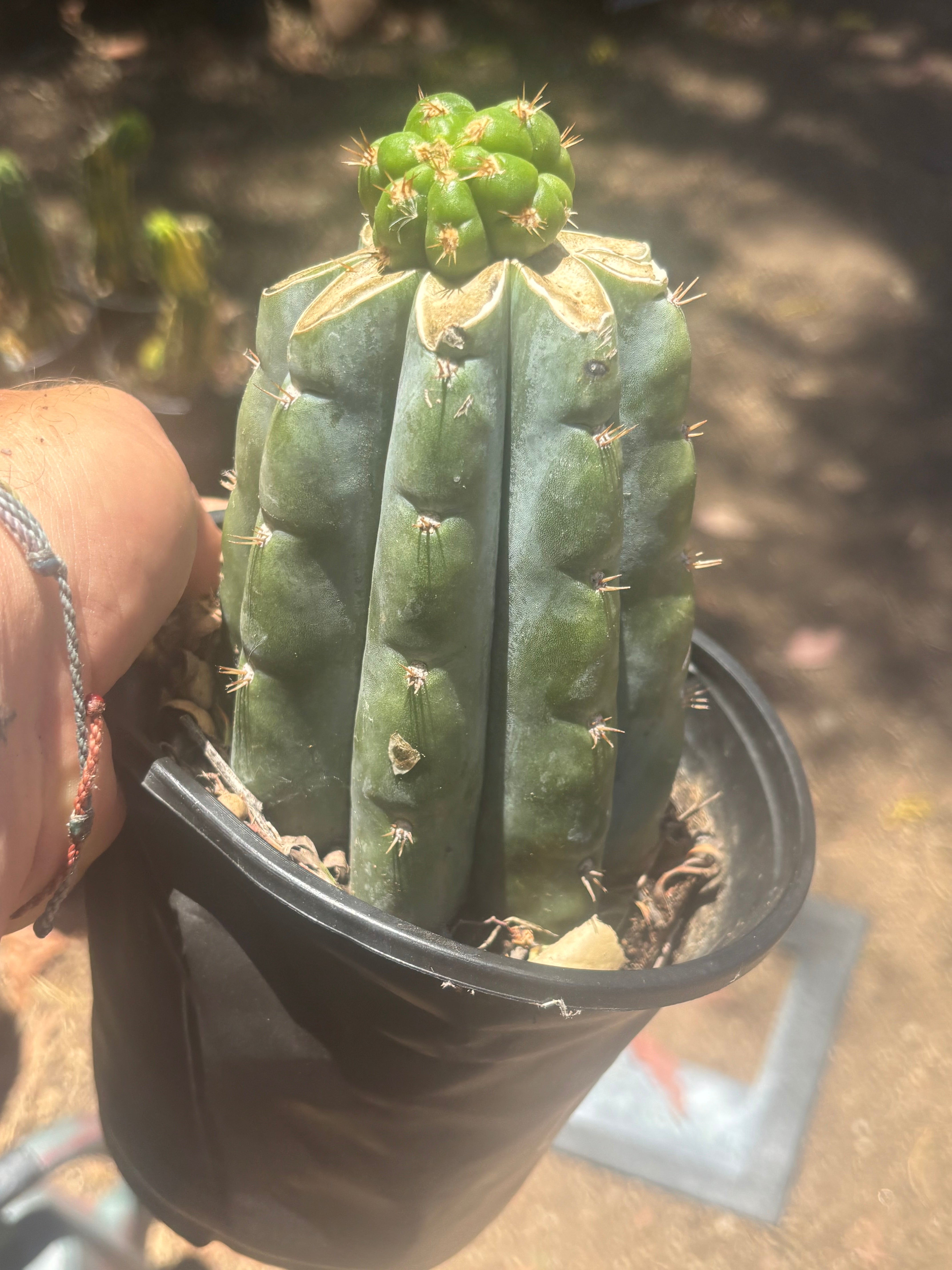 💎👑💎🌶️ CareBear — Graft on Rooted Shine01