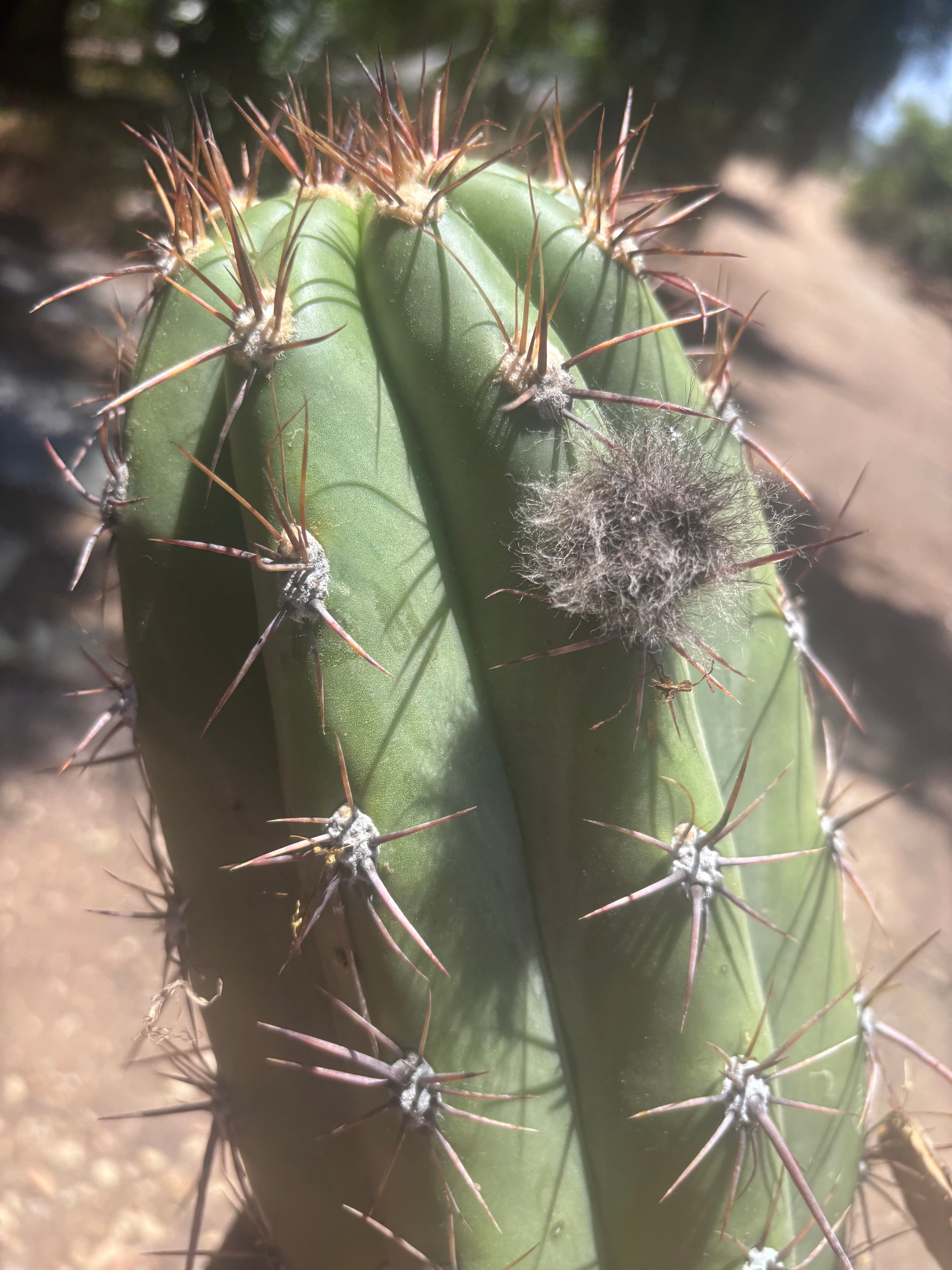 💎💎 Taquimbalensis — MASSIVE 18” Tip