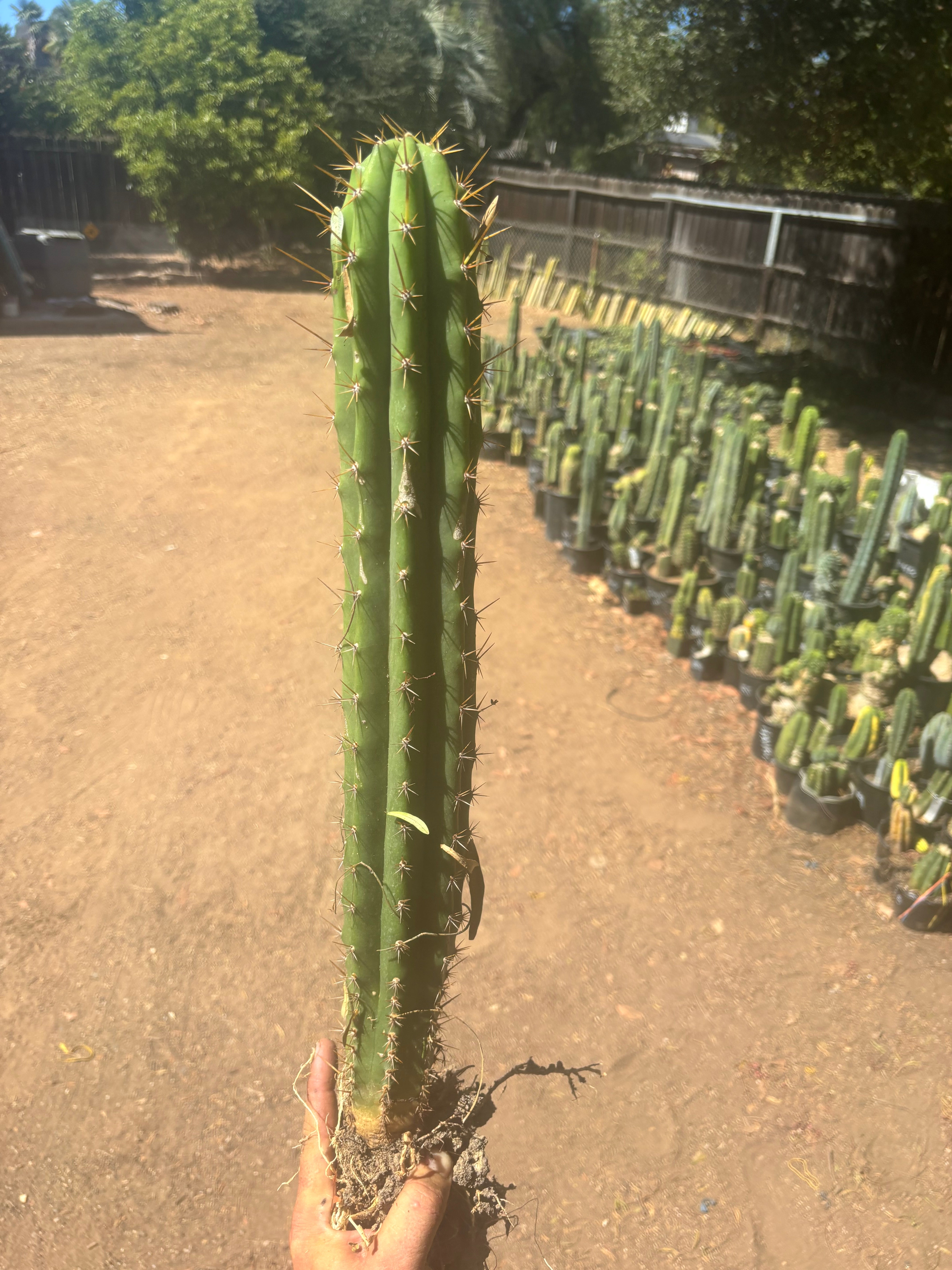 💎 Chavin de Huantar x Lumberjack — Seed Grown XL Rooted