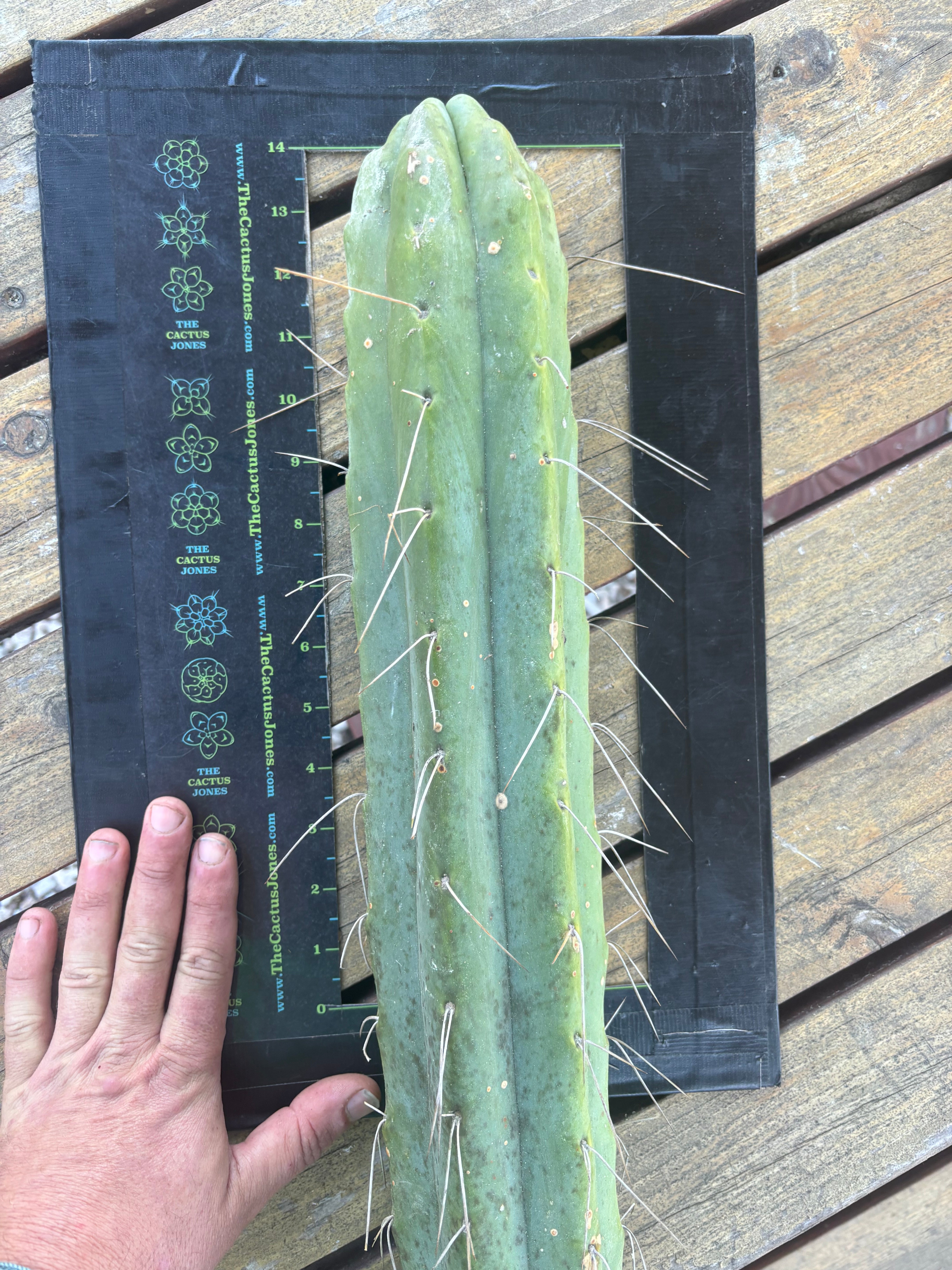 💎👑🌶️ Psycho0’  — *BIG* XXL 14” Tip