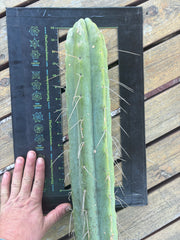 💎👑🌶️ Psycho0’  — *BIG* XXL 14” Tip