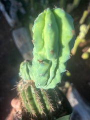 👑💎 Grecas — Rooted Graft with Pup