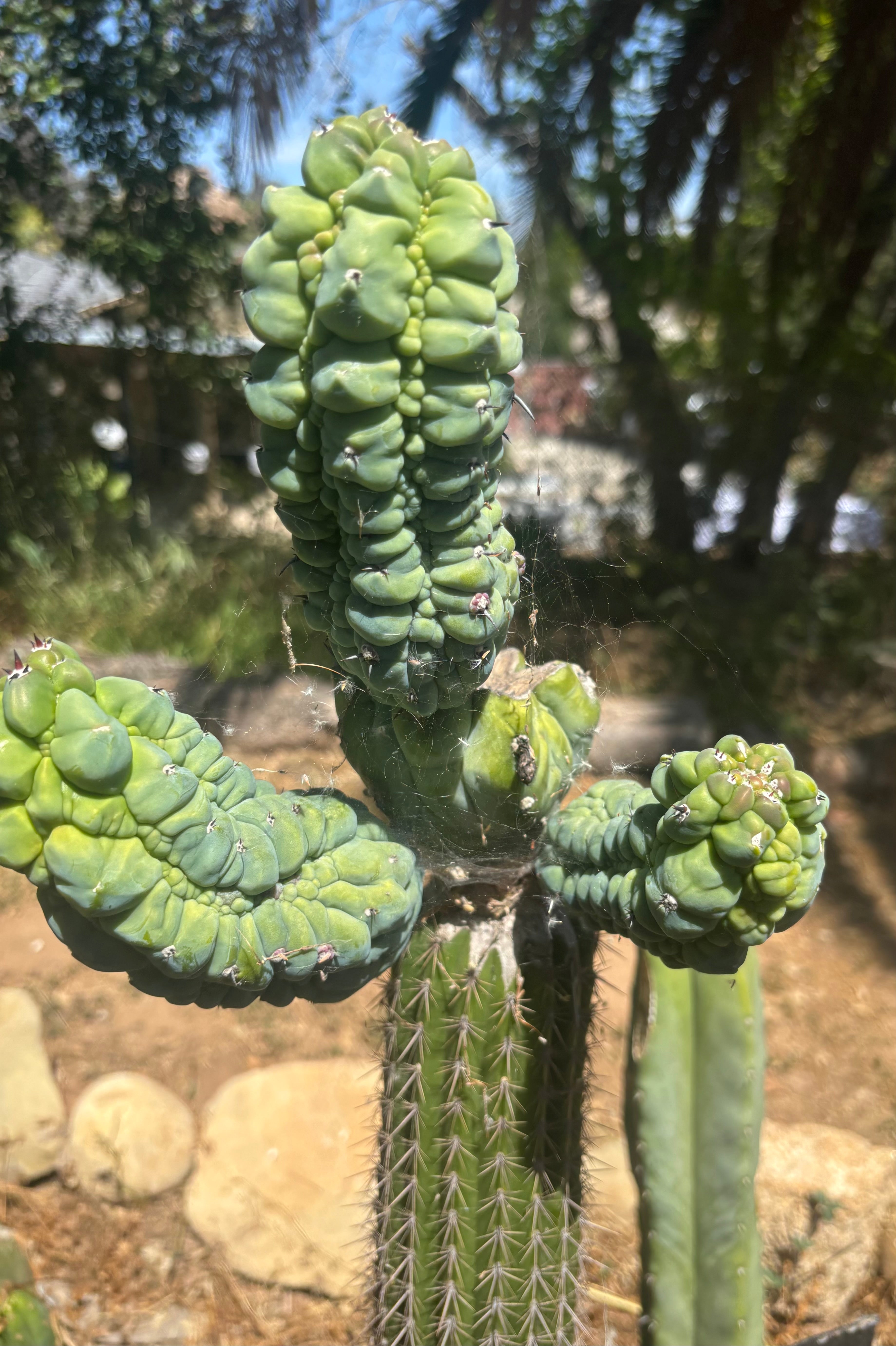 💎👑💎 Glorp —  XXL Crazy Tri Pup Graft