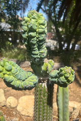 💎👑💎 Glorp —  XXL Crazy Tri Pup Graft