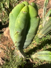 👑💎🌶️ Bob Gillette — 12” Tip