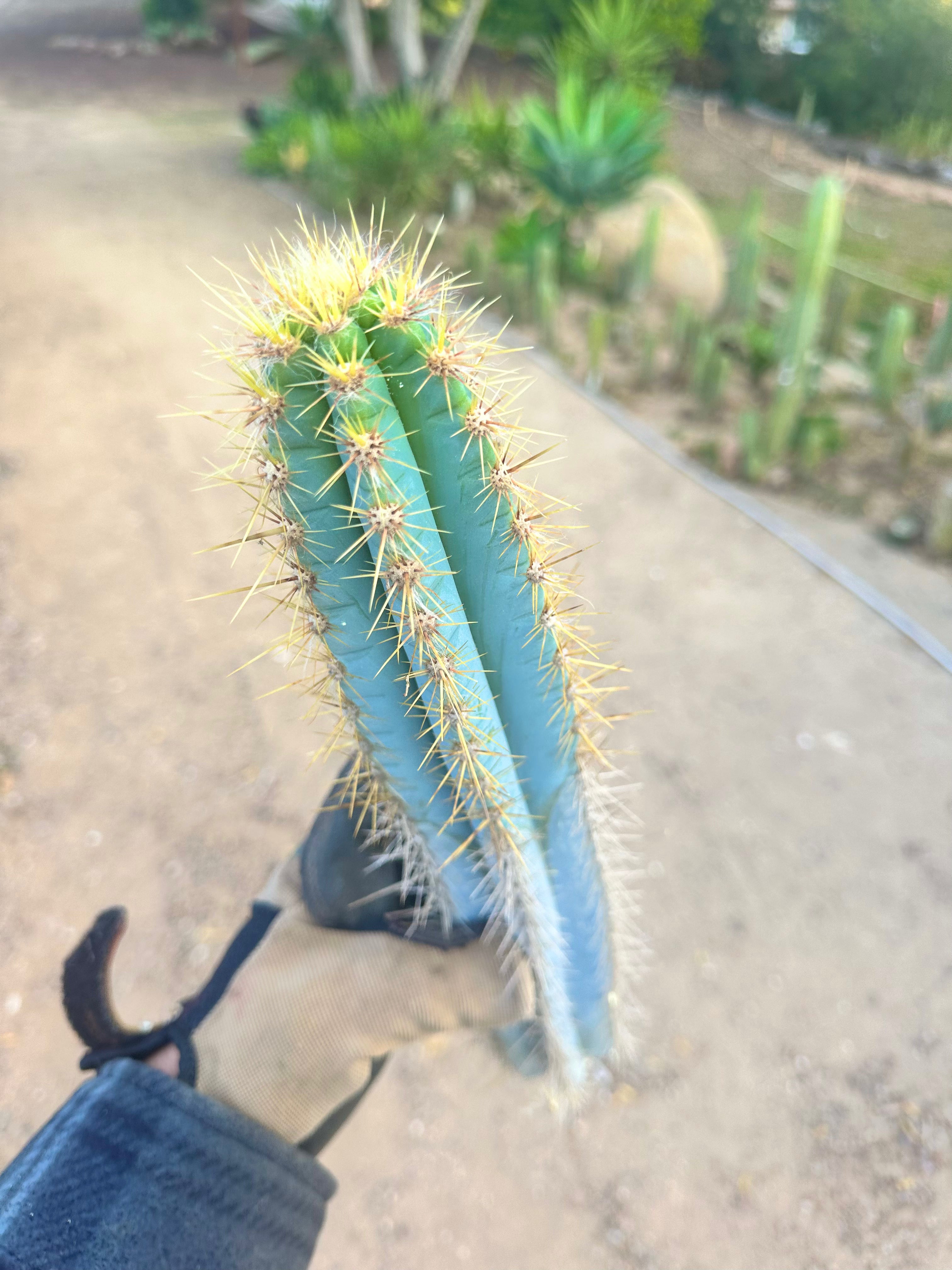 Pilosocereus Azureus   — 15” Tip