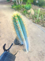 Pilosocereus Azureus   — 15” Tip