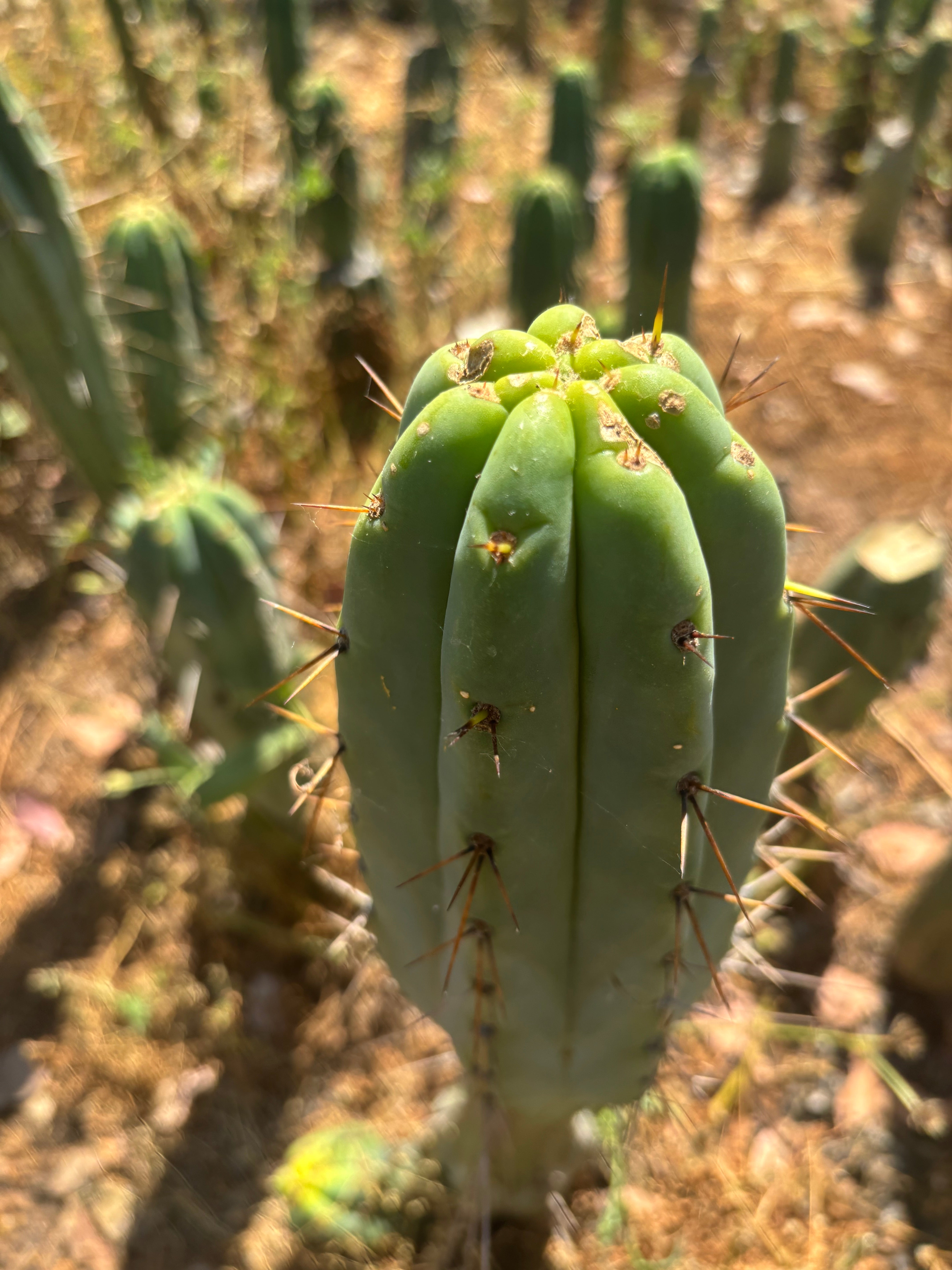 👑🌶️🌶️  Lumberjack — XL 14” Tip