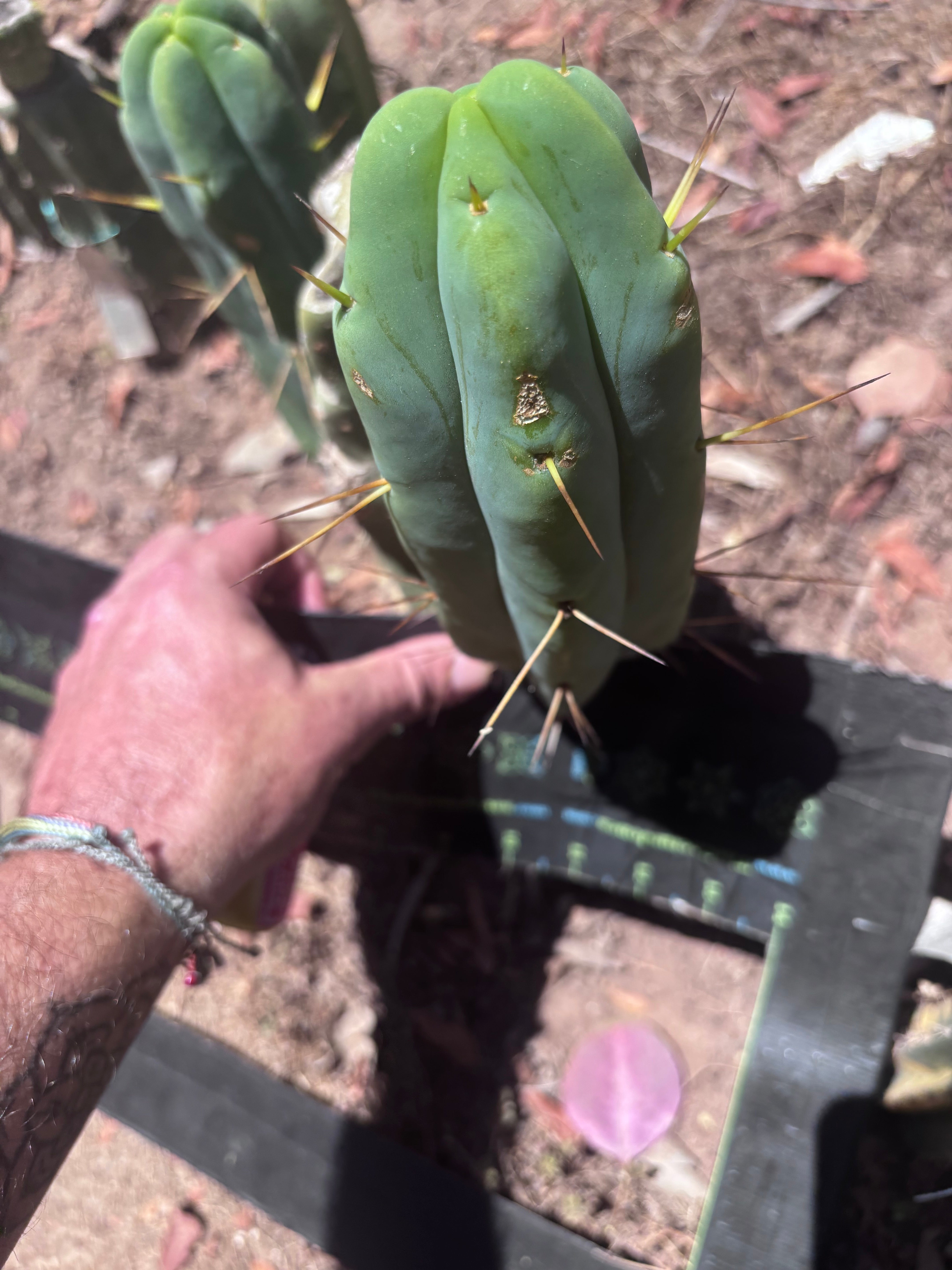 👑🌶️ Caballero — 9” Pup