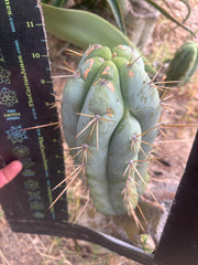 👑 Lotusland Huanu — Fat 10” Pup