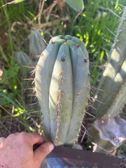 💎👑💎 Tulhuayacensis — Fat 9” Tip