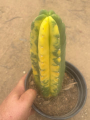 💎🔰💎💎 FVV3  — Fully Rooted 8” Pup