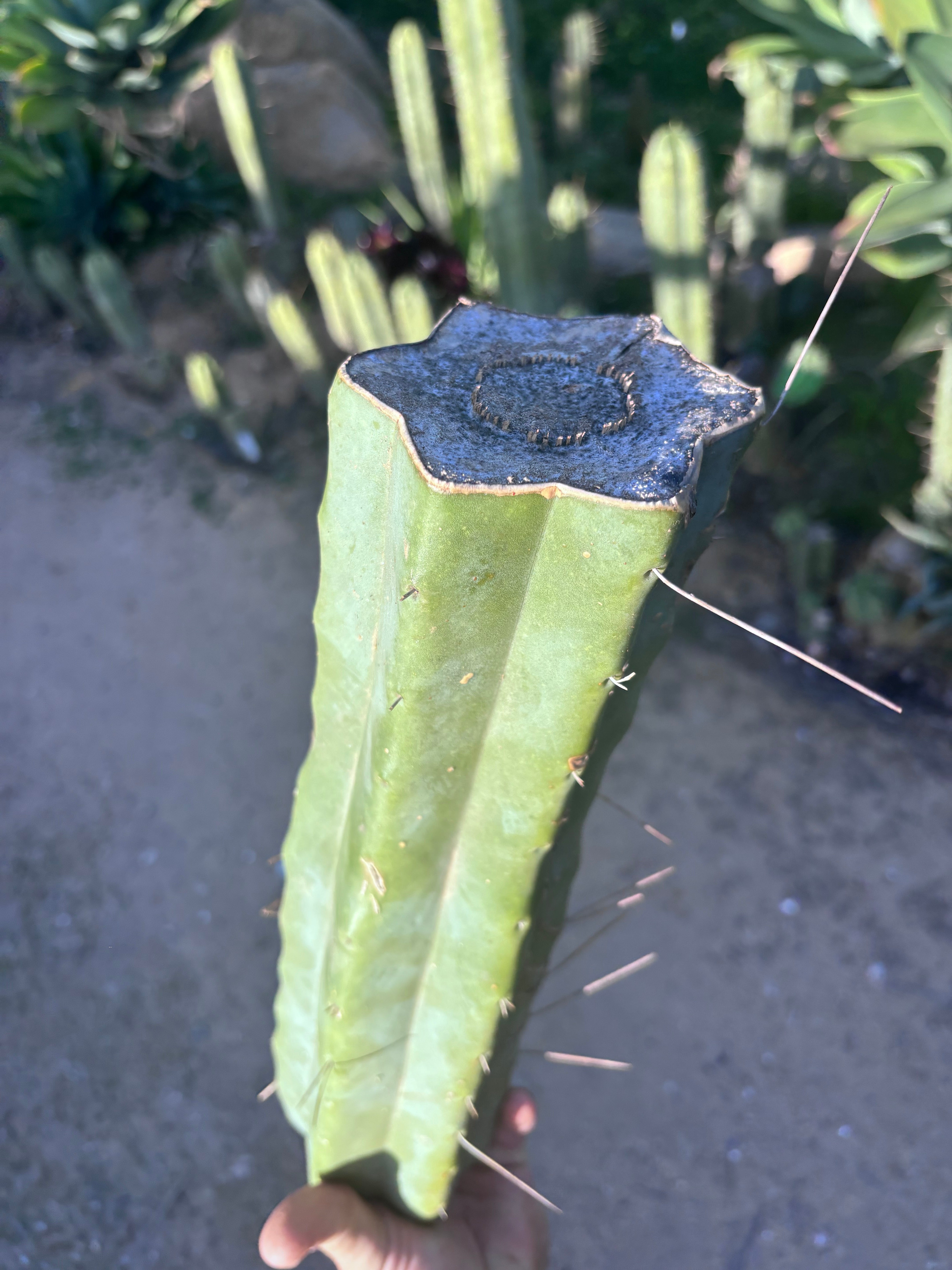 👑🌶️ Baker — 14” XL Medicine Log