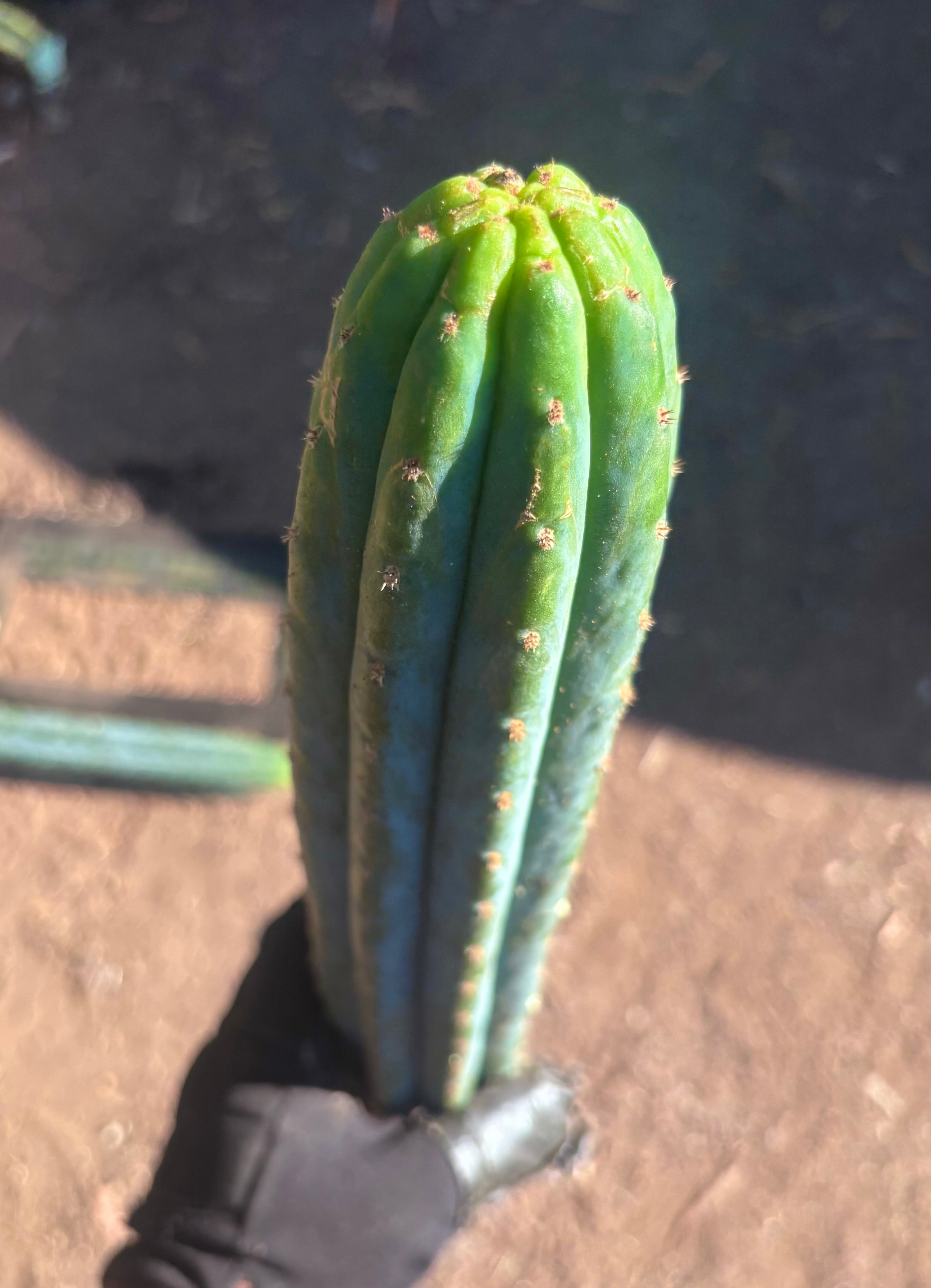 👑🌶️ Ventucky Blue — 16” Tips