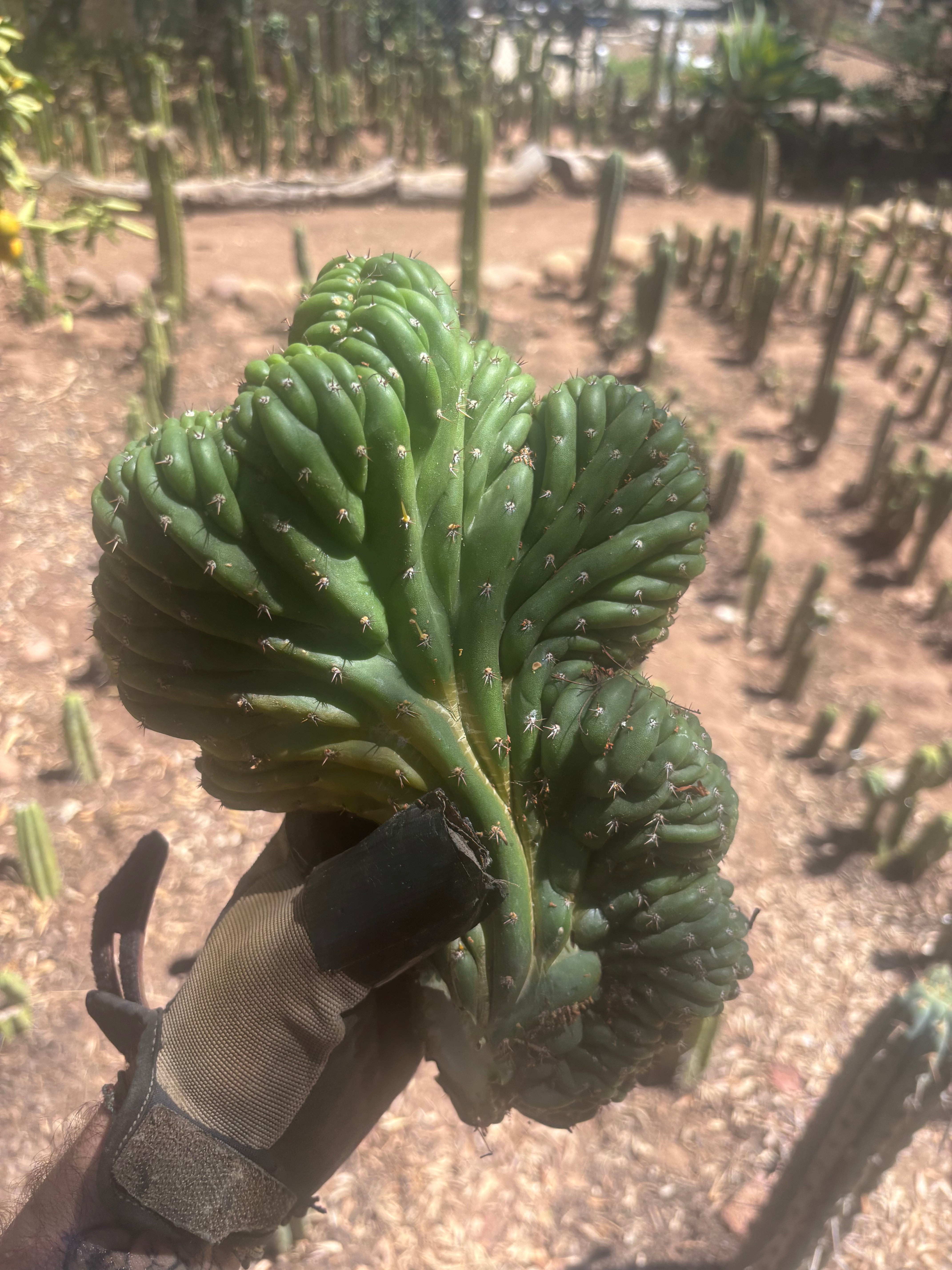 💎👑 TPMC — Large Crests (3)