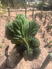 💎👑 TPMC — Large Crests (3)