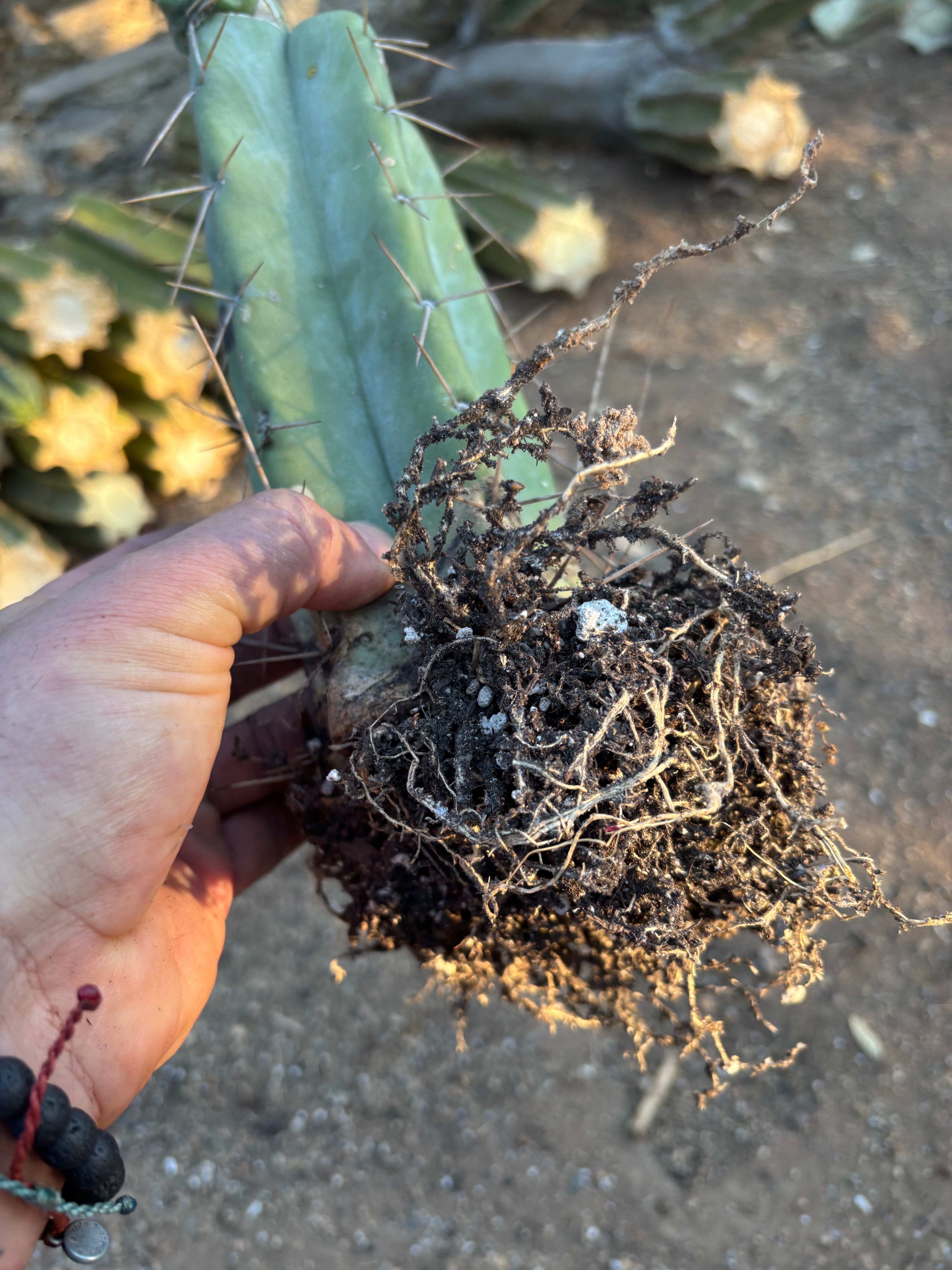 👑🌶️ Lumberjack— Rooted Mid w/Pup