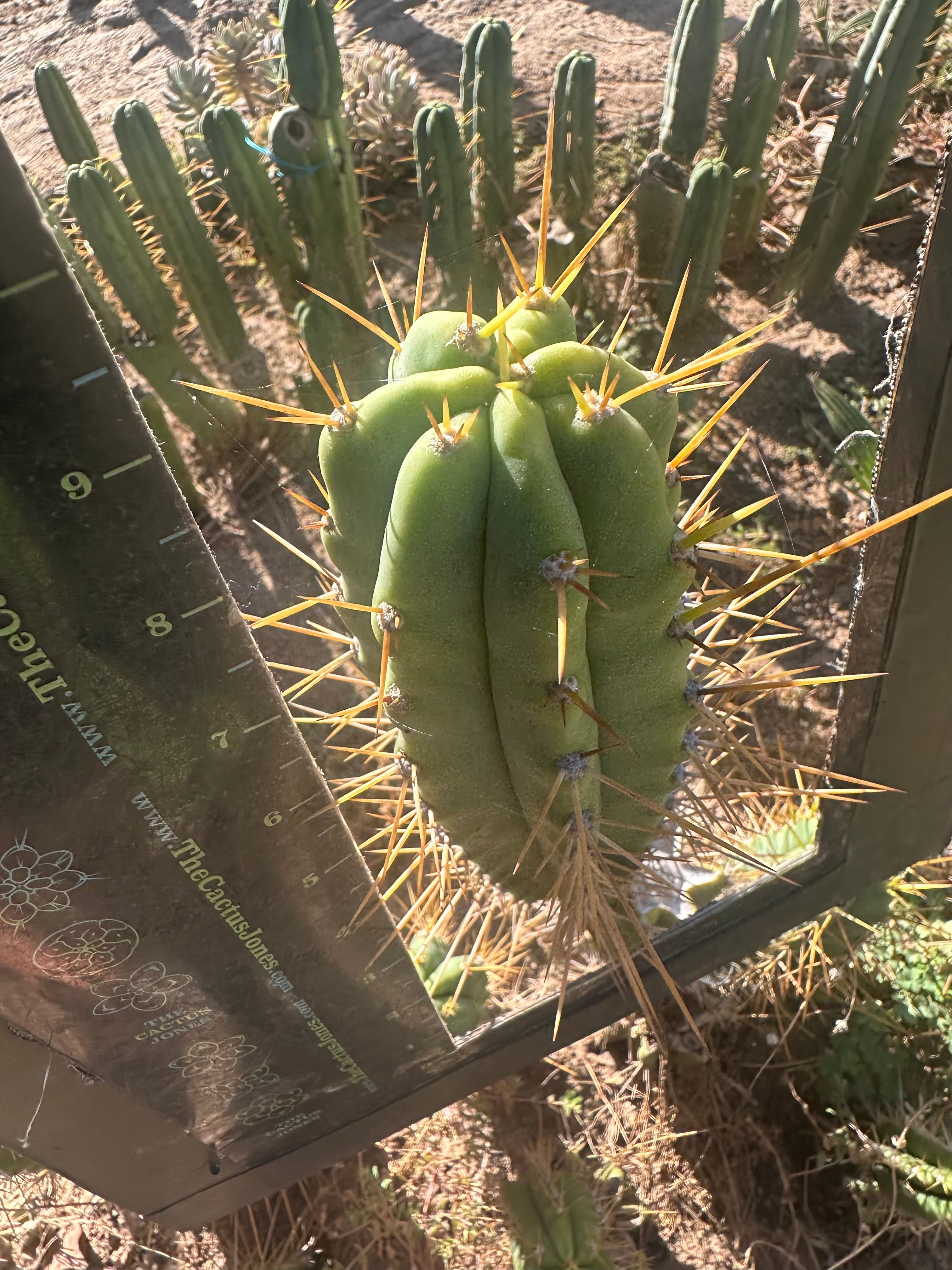🌶️ Psycho0’ x SS01  — 10” Tips (3)