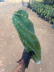 💎🌀 A Cereus Tornado  — XXL 21” Pup