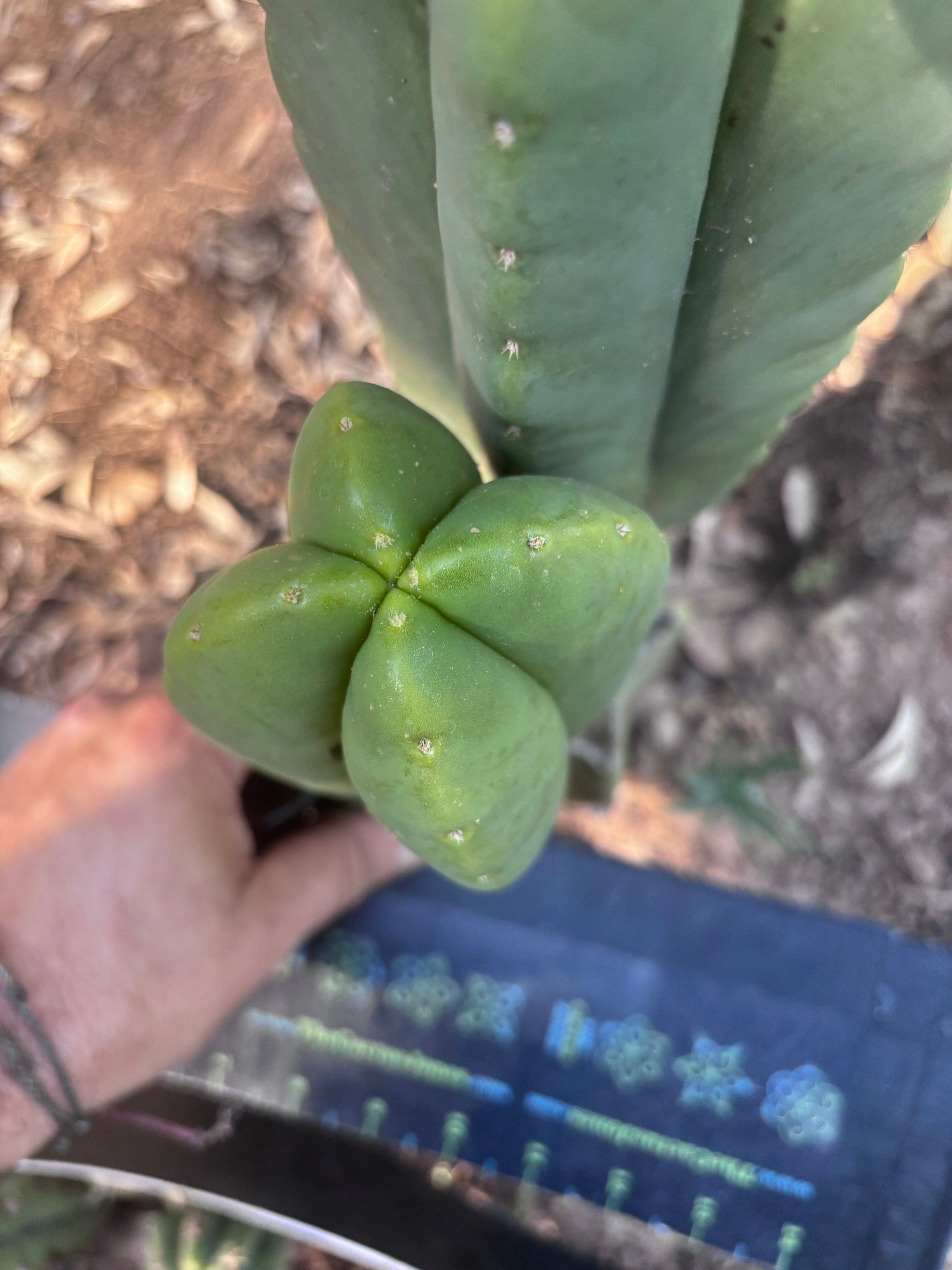 👑🌶️ Zulk — Fourwang 8” Pup