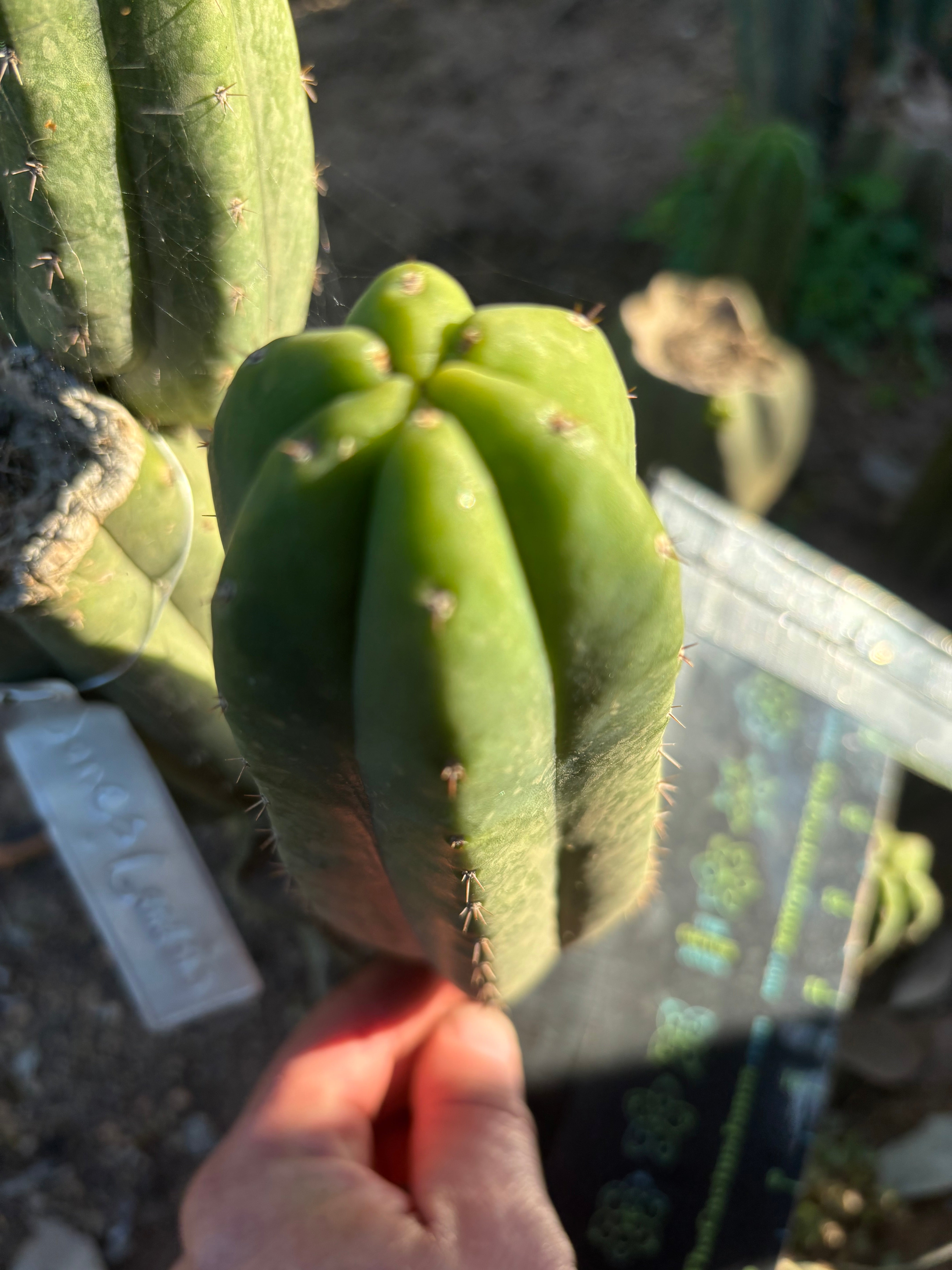👑🌶️ Genesis — 8” Pup