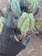 👑🌶️ Jiimz Strong Spine — Rooted Tips