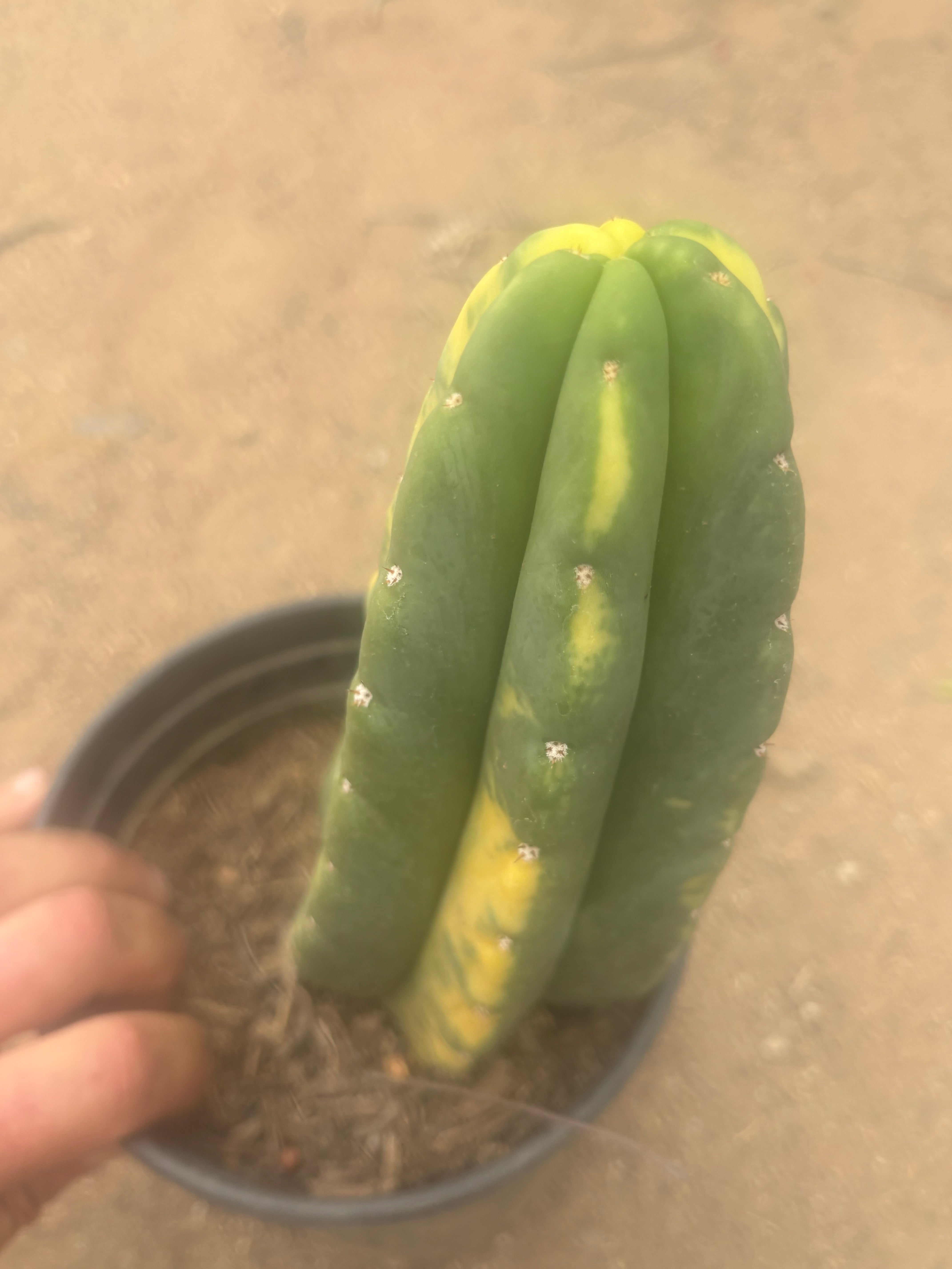 💎🔰💎💎 FVV3  — Fully Rooted 8” Pup
